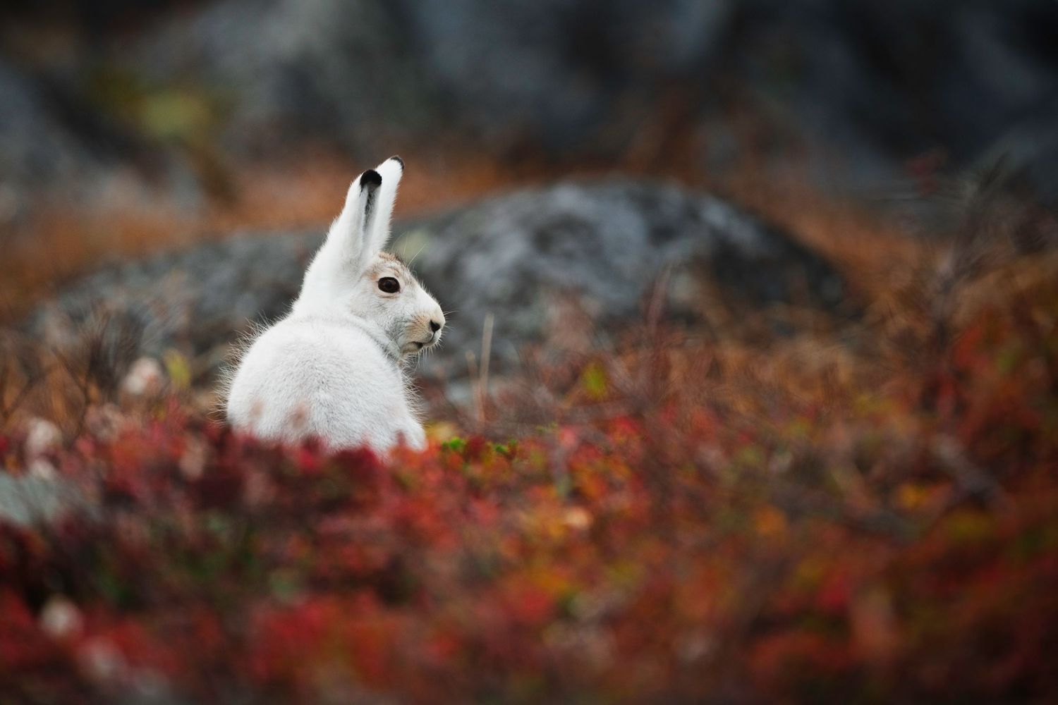 A white arctic hare sits alert among vibrant red autumn foliage in a natural wilderness setting.