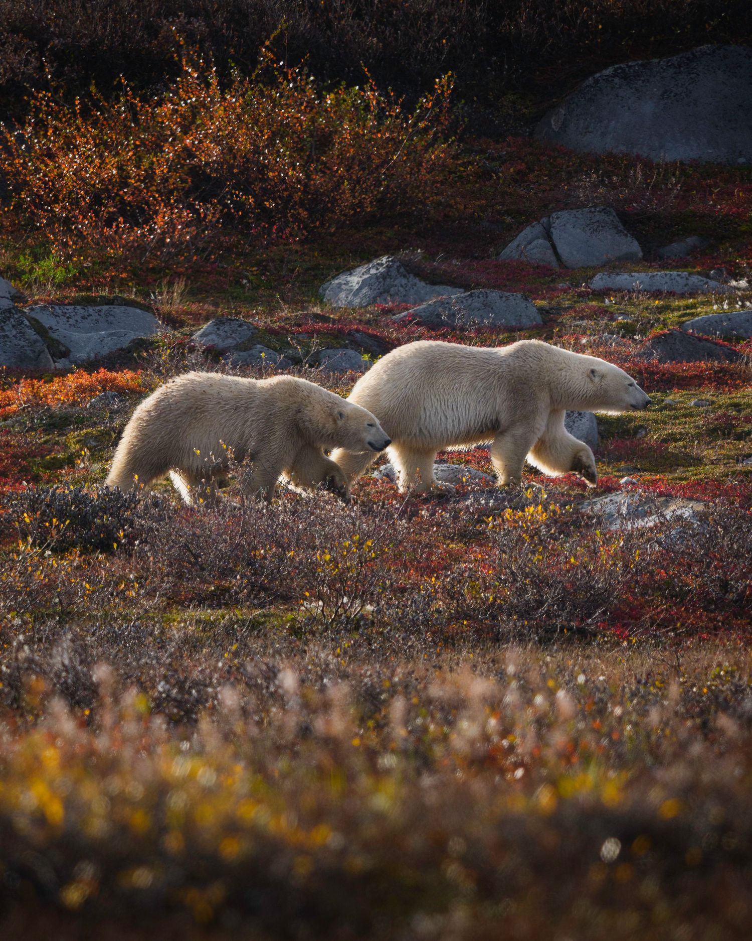 Polar bears walking in a line across autumn tundra landscape during golden sunset light.
