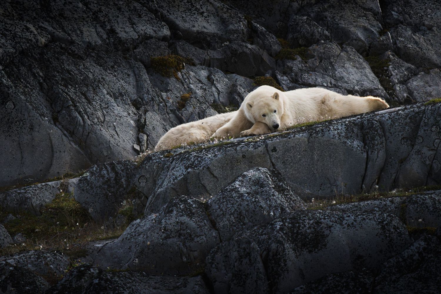 A polar bear rests peacefully on a rocky ledge along the Arctic coastline.