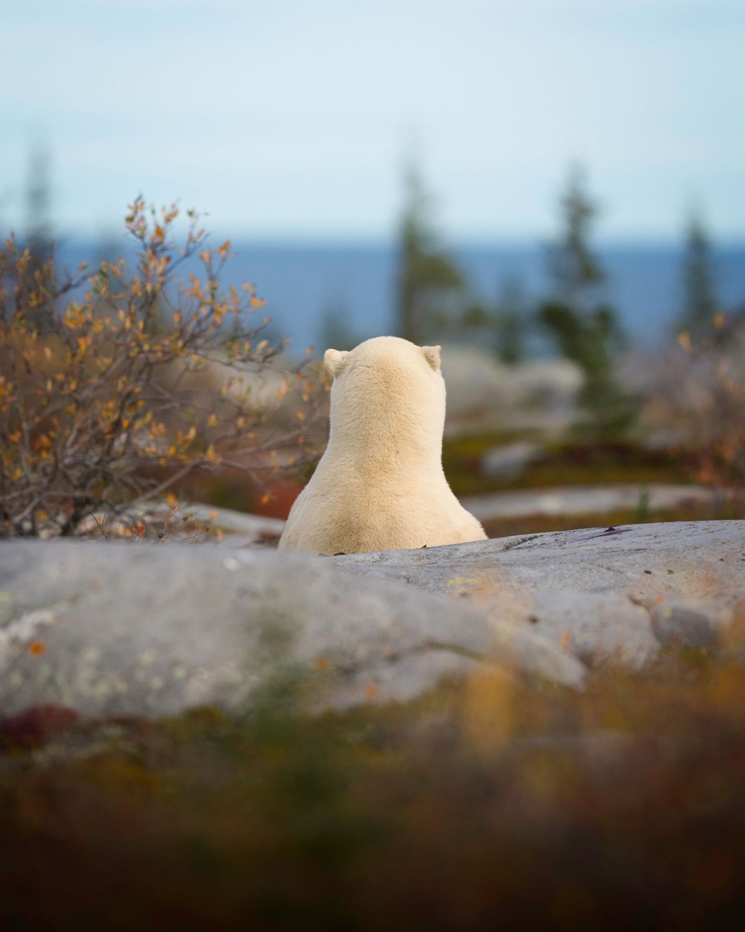 A polar bear's back view as it sits on rocky terrain overlooking a distant ocean and forest landscape.