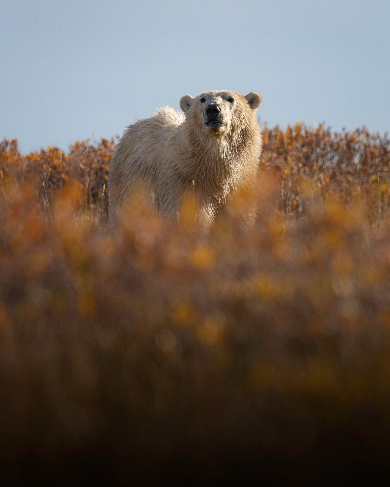Polar bear stands alert in autumn tundra with golden vegetation and blue sky in the background.