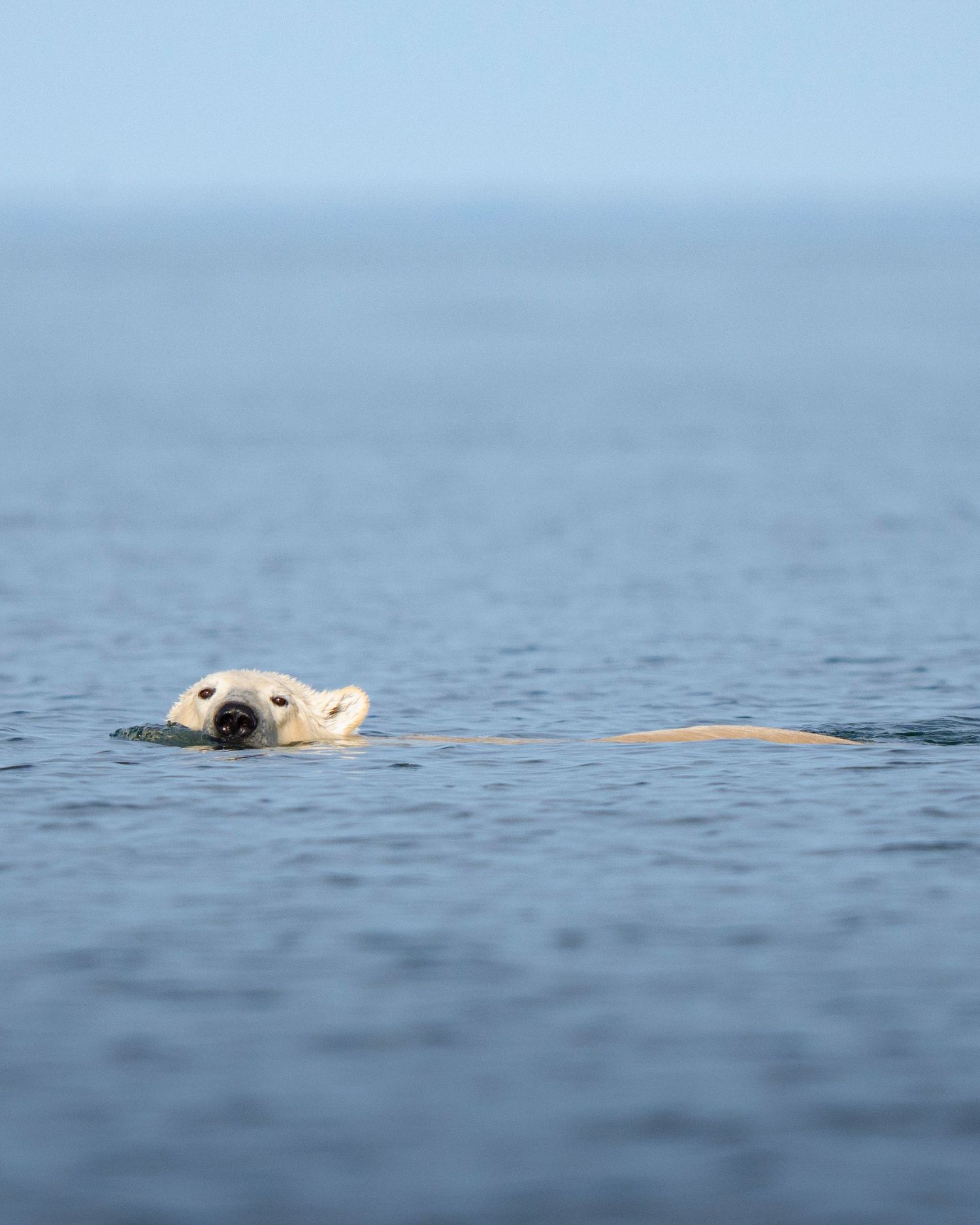 A seal swims peacefully in calm blue waters with its head visible above the surface.