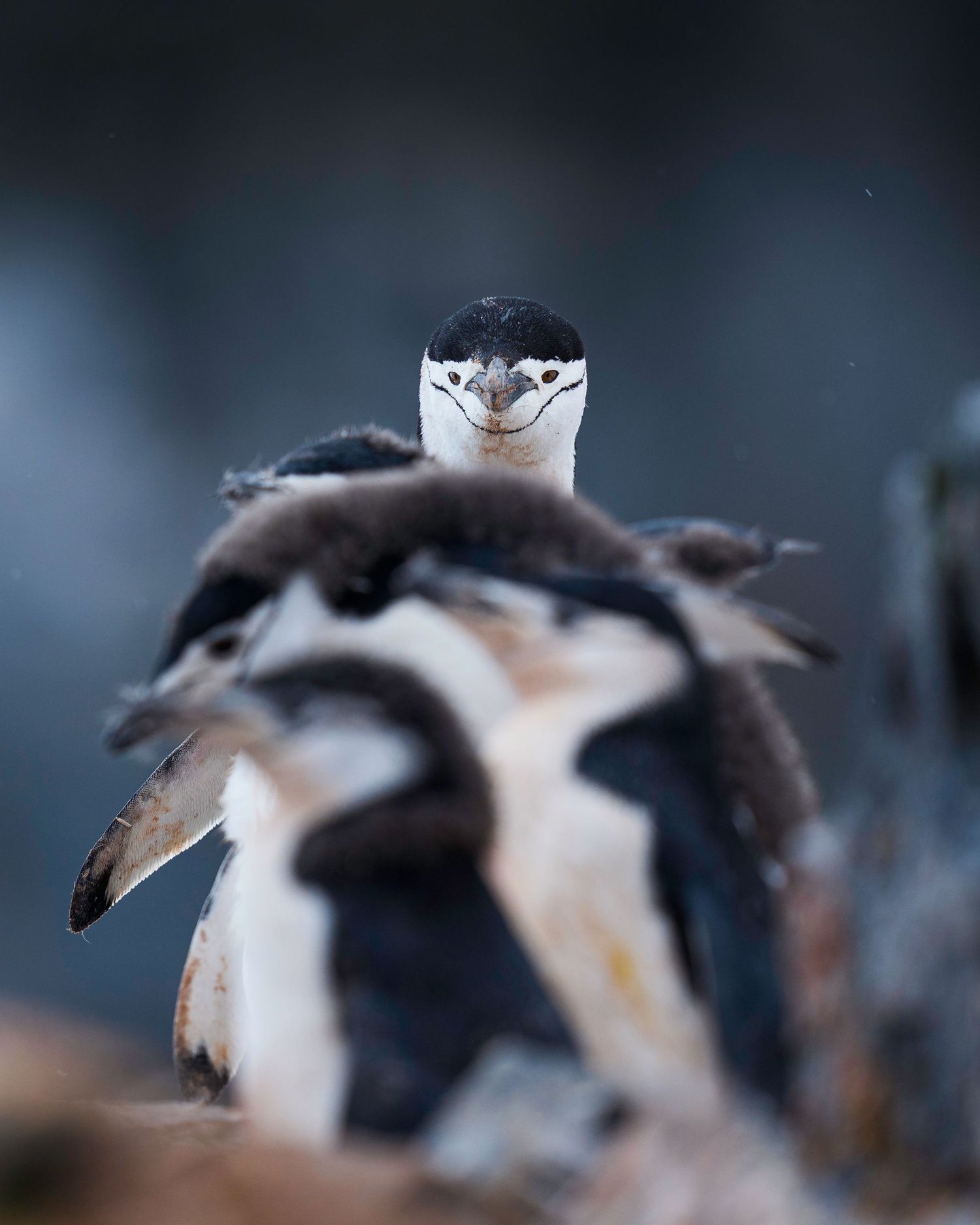 Series of abstract close-up shots showing black and white patterns of a seabird's feathers and beak.