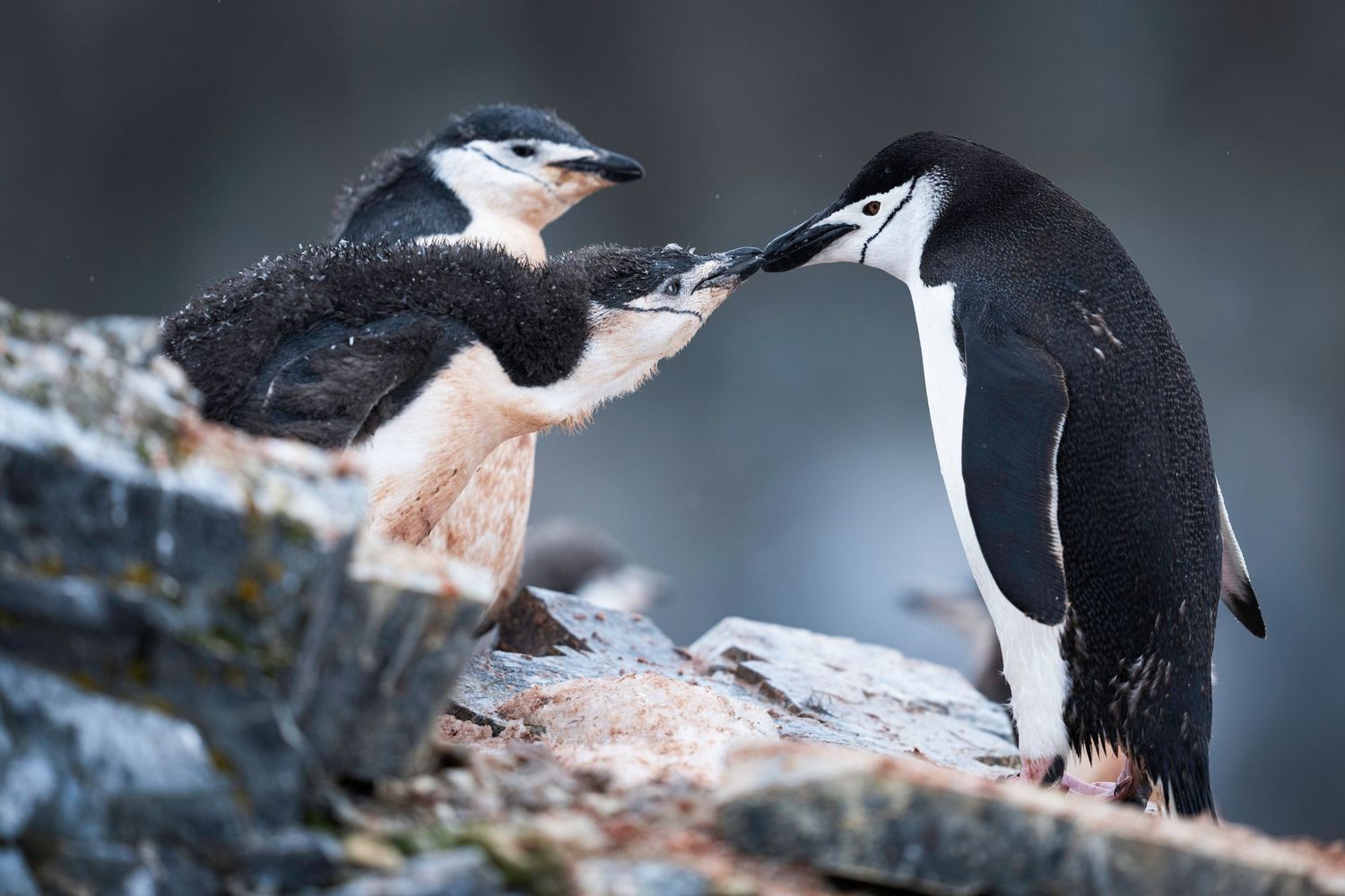 A group of Gentoo penguins huddle together on a snowy Antarctic shore during winter.
