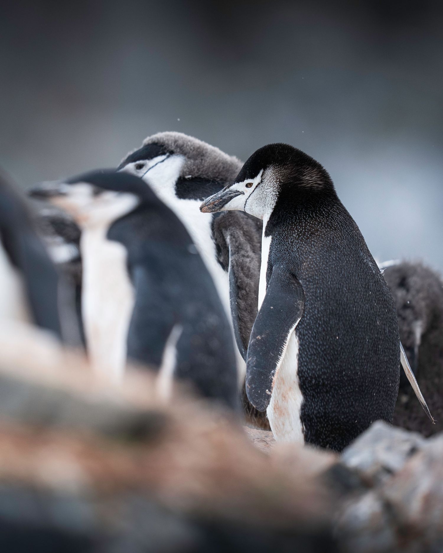 A line of Adelie penguins standing together in a blurred monochromatic composition.