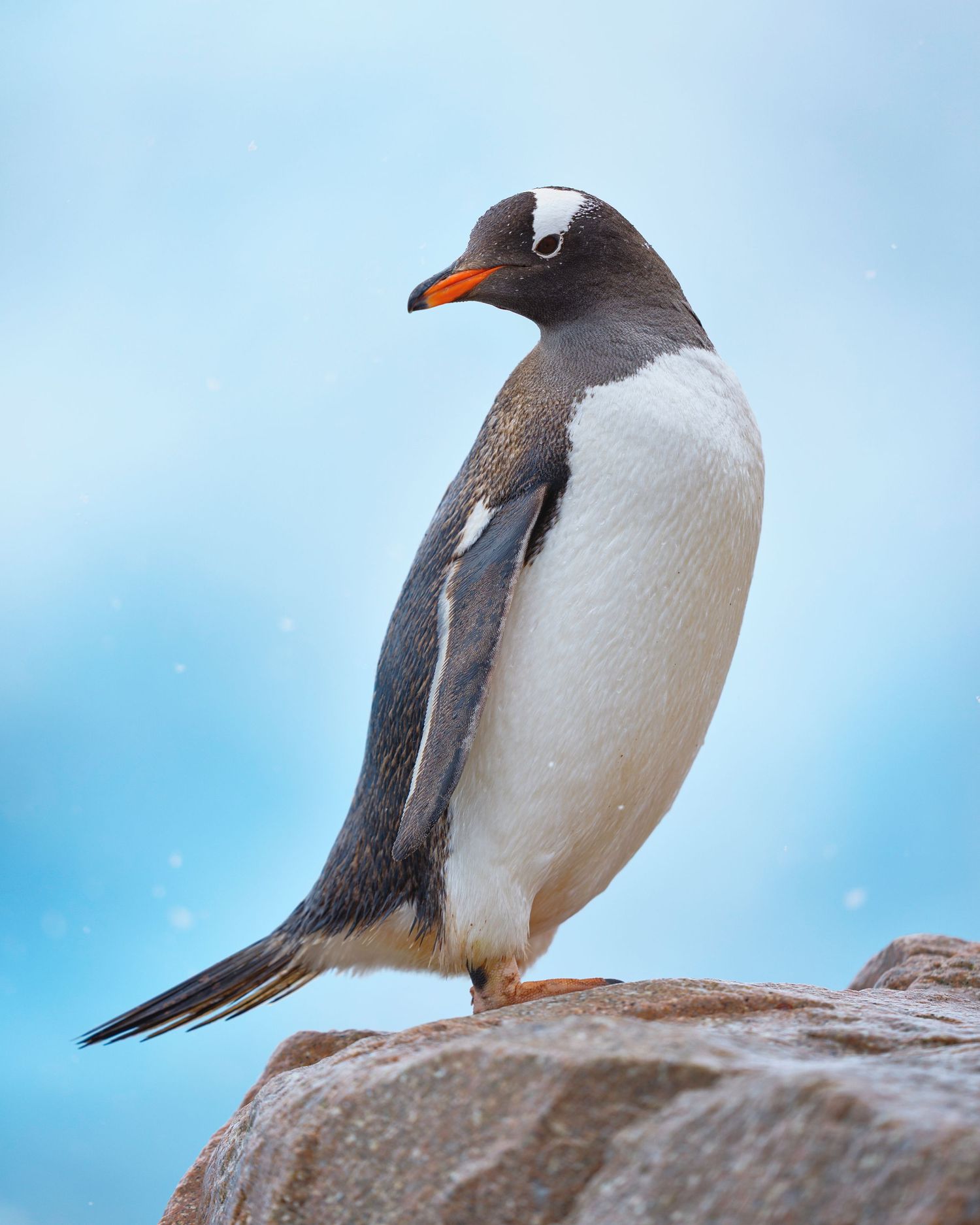 A gentoo penguin stands perched on a rocky outcrop against a bright blue sky background.