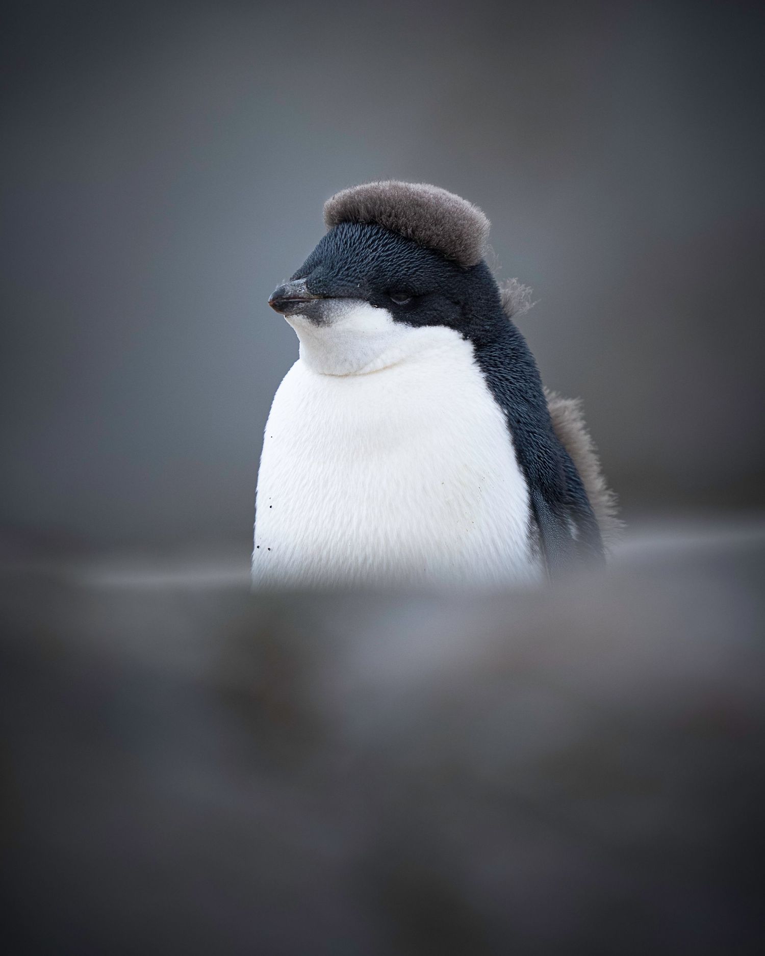 Close-up view of a black and white penguin's head profile against a blurred dark background.