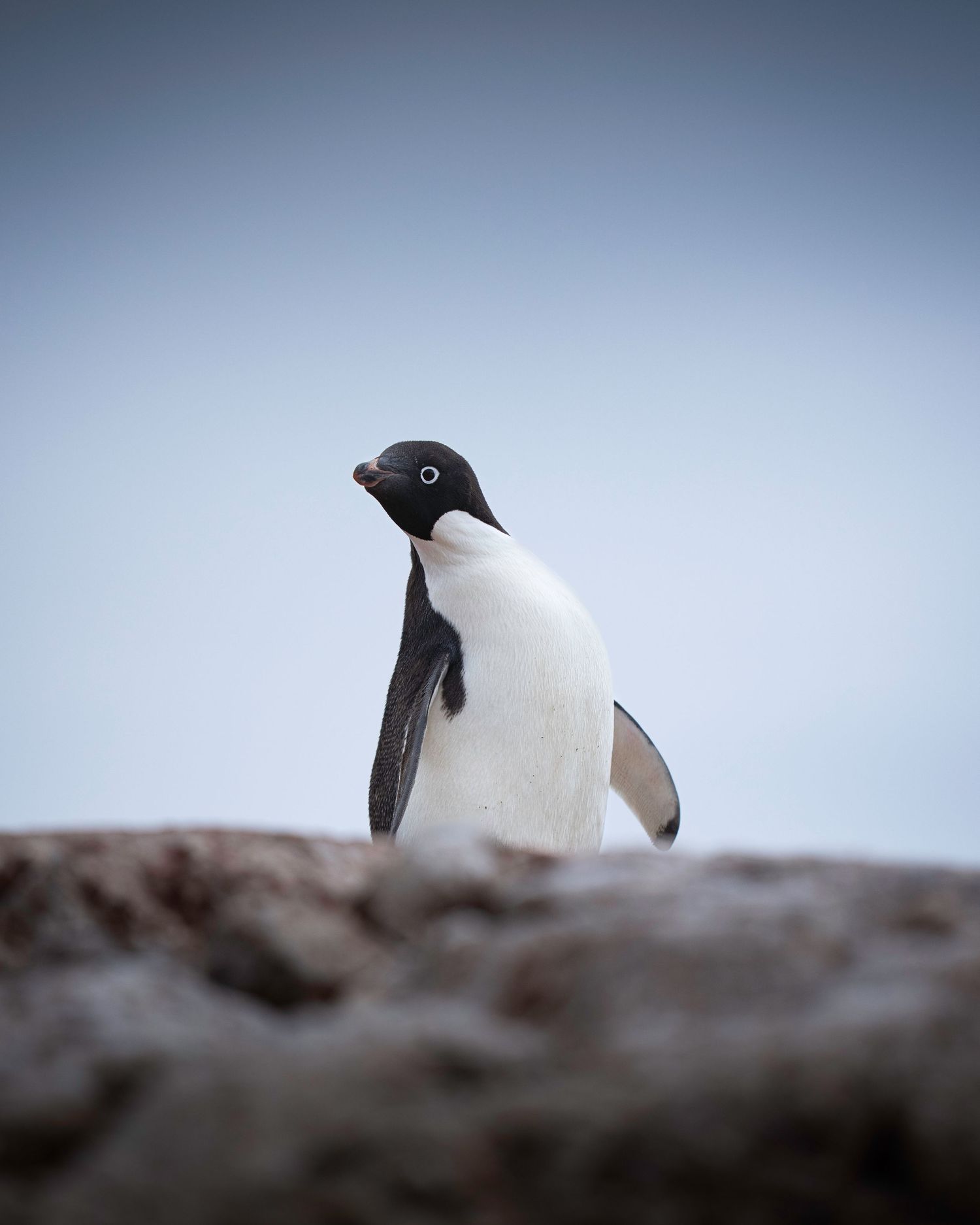 Two Adelie penguins emerging from behind a snowy ridge against a soft blue background.