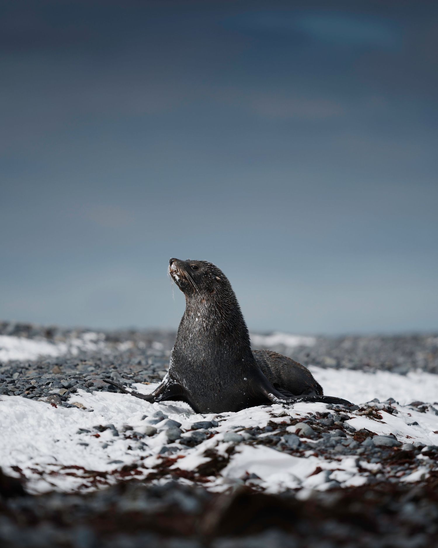 Close-up sequence of a dark seabird emerging from snowy ground against a moody blue sky.