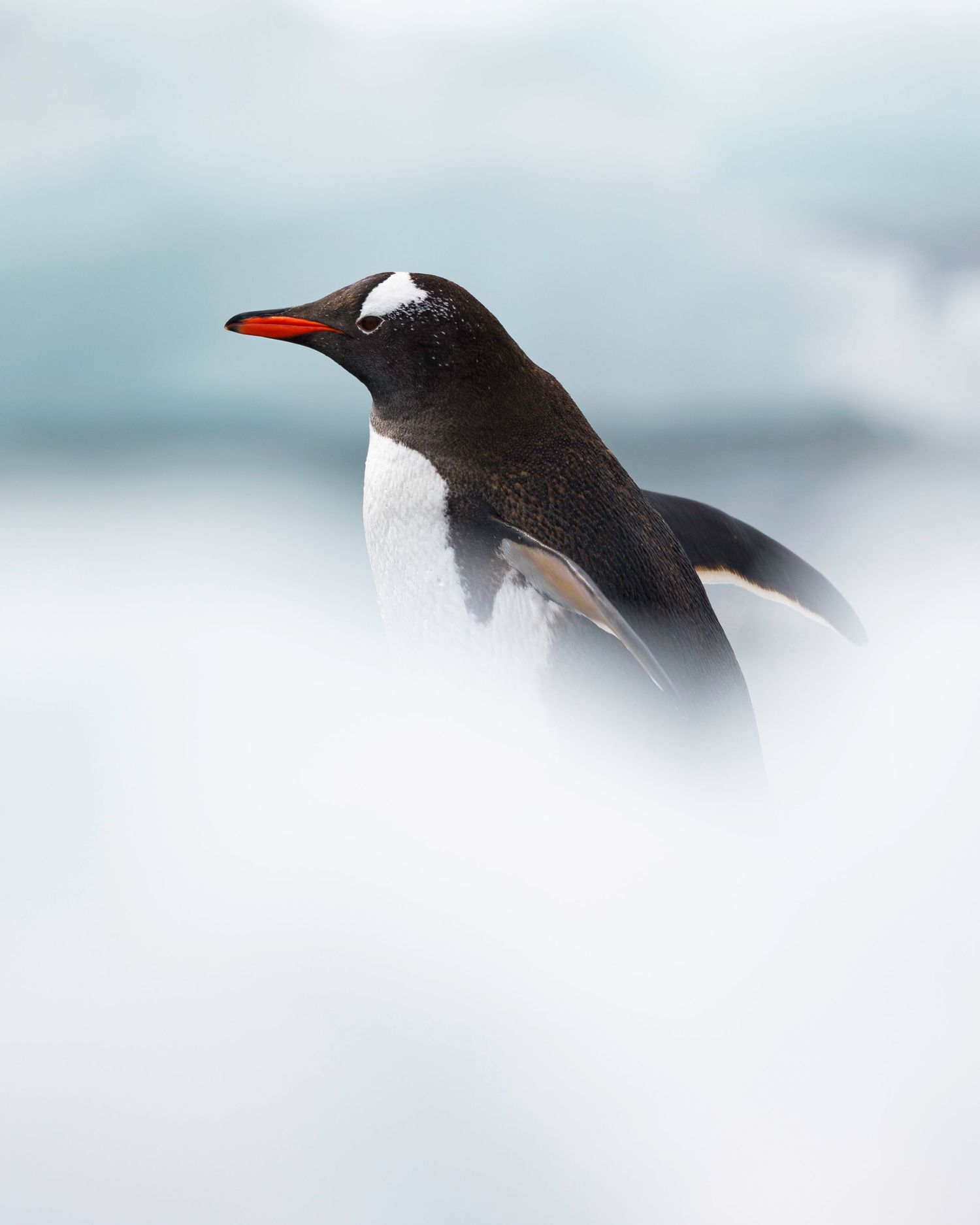 A series of Gentoo penguin headshots in snowy conditions showing their distinctive red-orange beaks and black feathers.