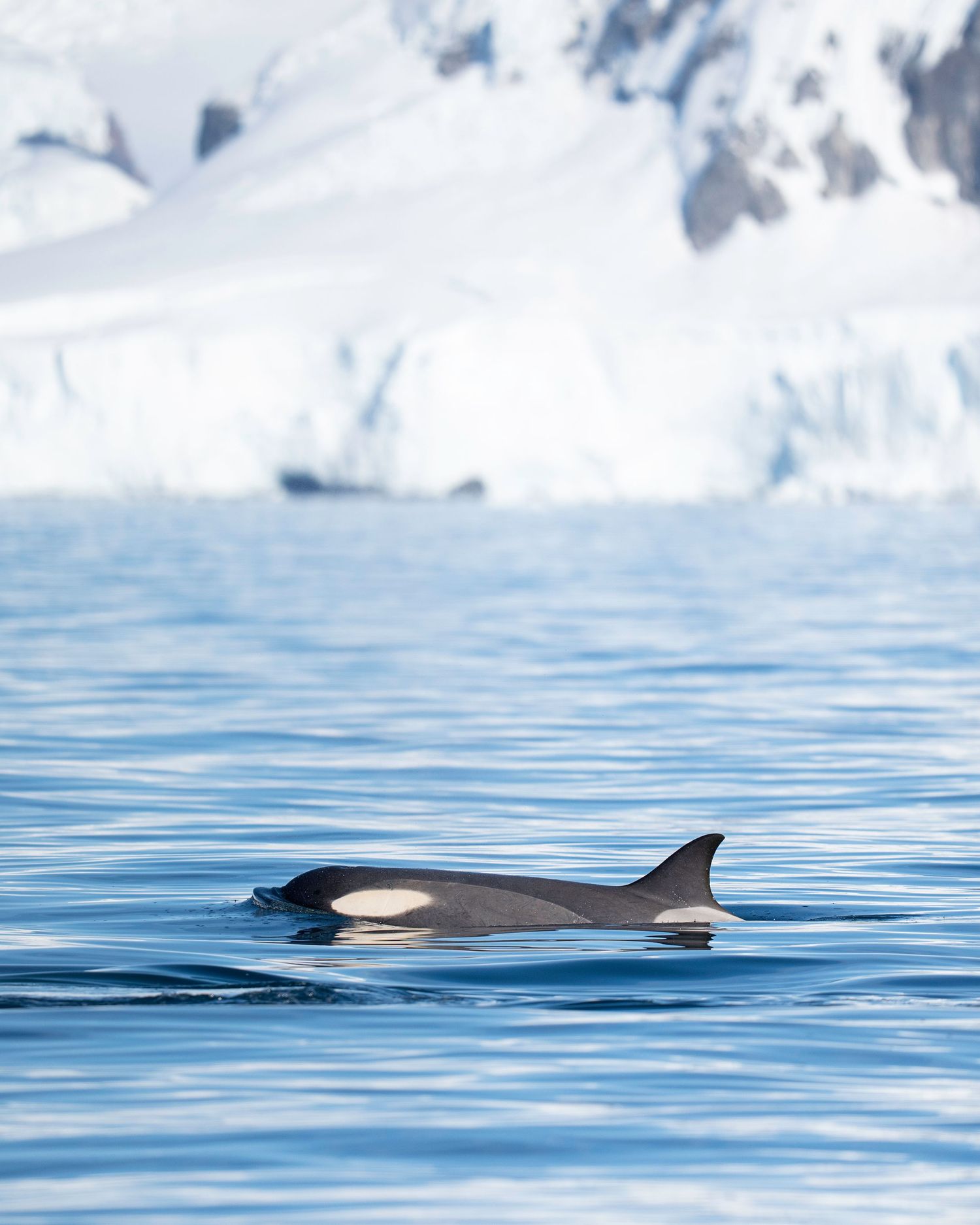 A minke whale surfaces in blue Antarctic waters with snowy glaciers visible in the background.