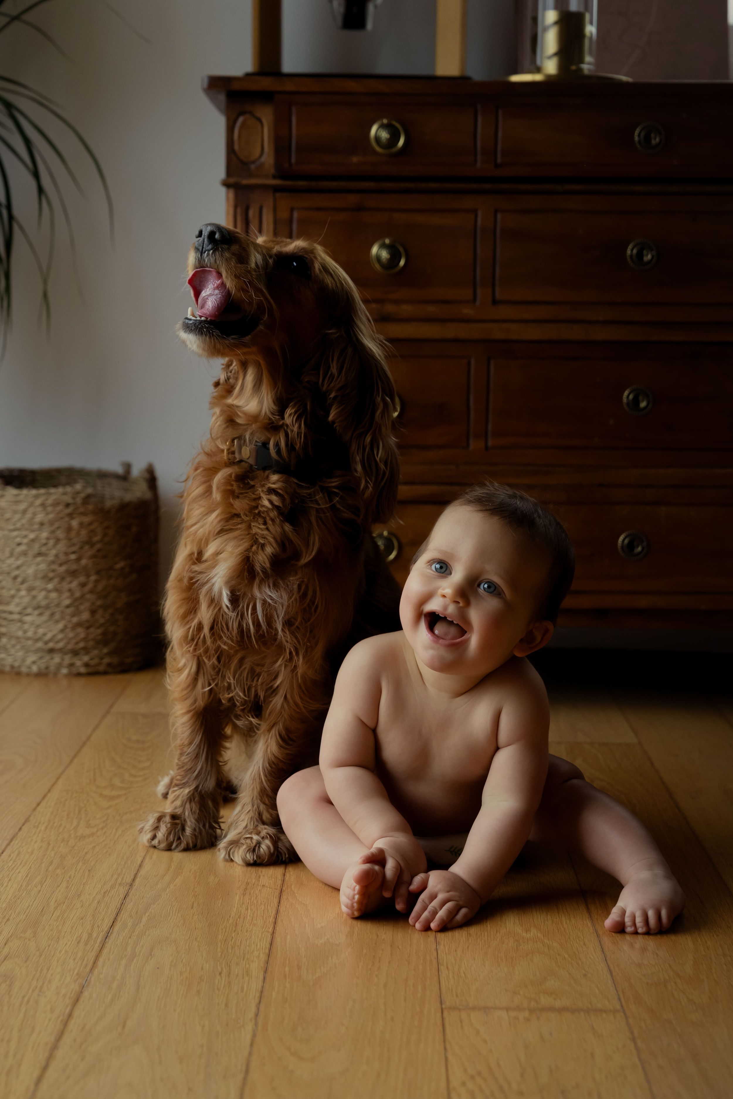 Baby crawling on hardwood floor next to fluffy brown dog.