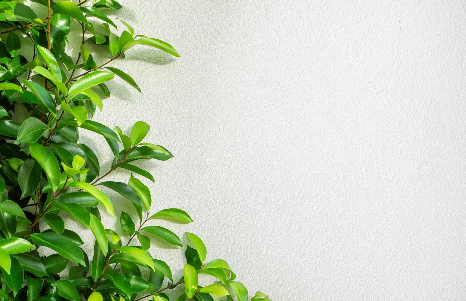 Green plant background