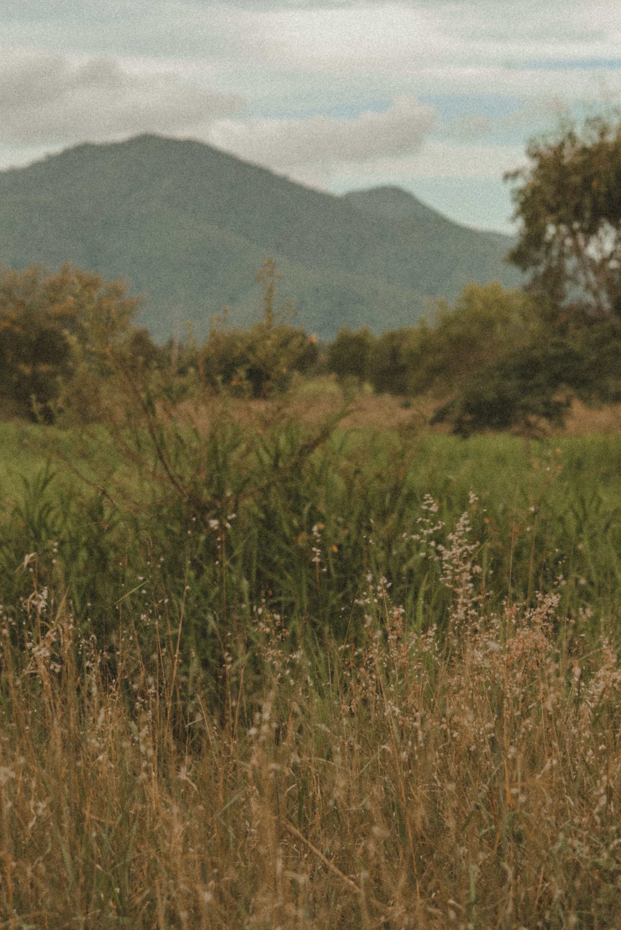 Wild grass meadow with mountain backdrop under cloudy sky in natural landscape.