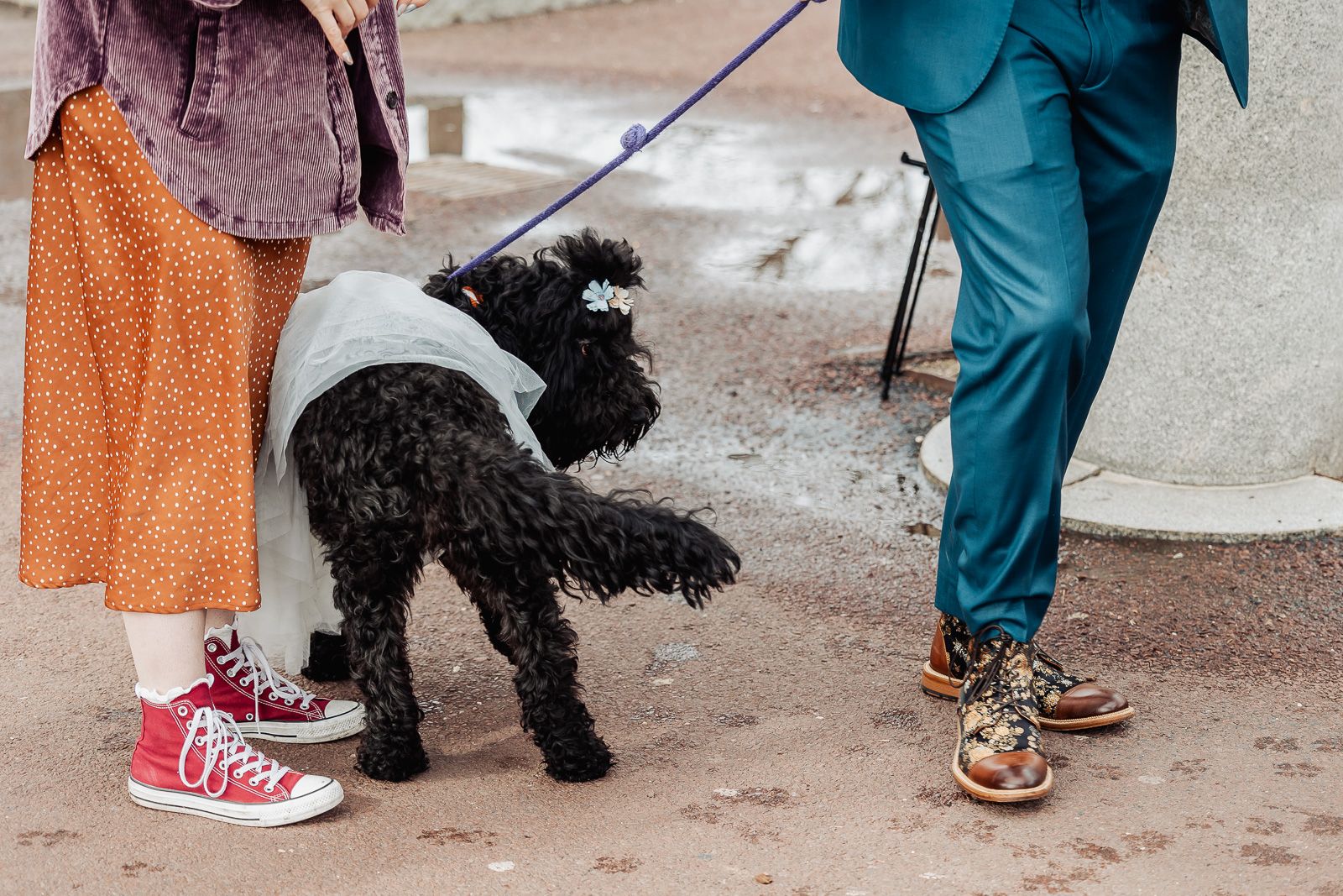 Black poodle in a teal outfit on a leash, held by a couple in colorful attire including red sneakers and a teal suit.