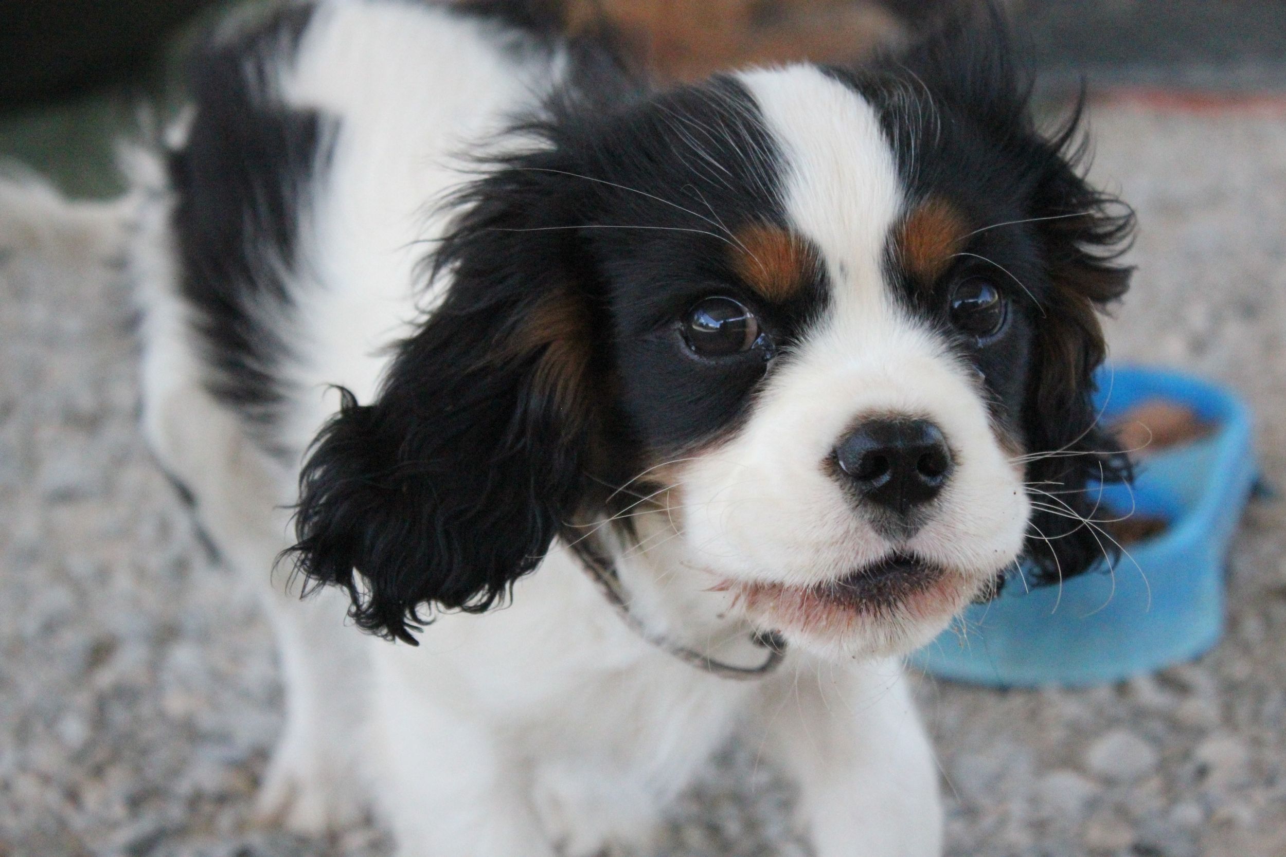 Puppy play time