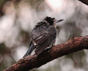 Bird on a branch
