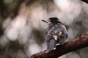 Bird sitting around
