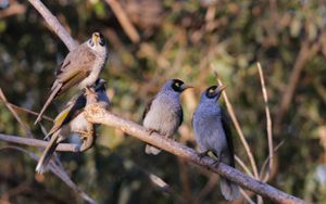 Birds having a chat