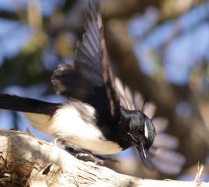 Capturing birds with movement
