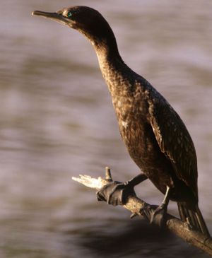 Bird watching around the Gold Coast