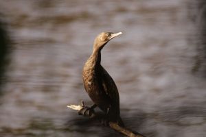 Bird watching around Brisbane