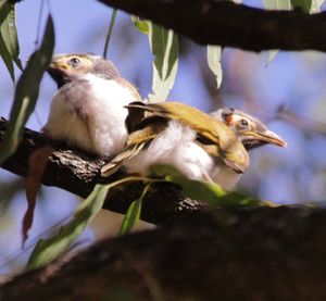 Birds around at Australia Zoo main arena