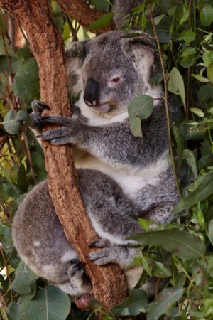 Koalas just hanging about at Australia Zoo