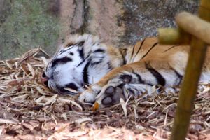 Tiger play at Australia Zoo
