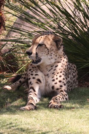 Cheetah fun at Australia Zoo