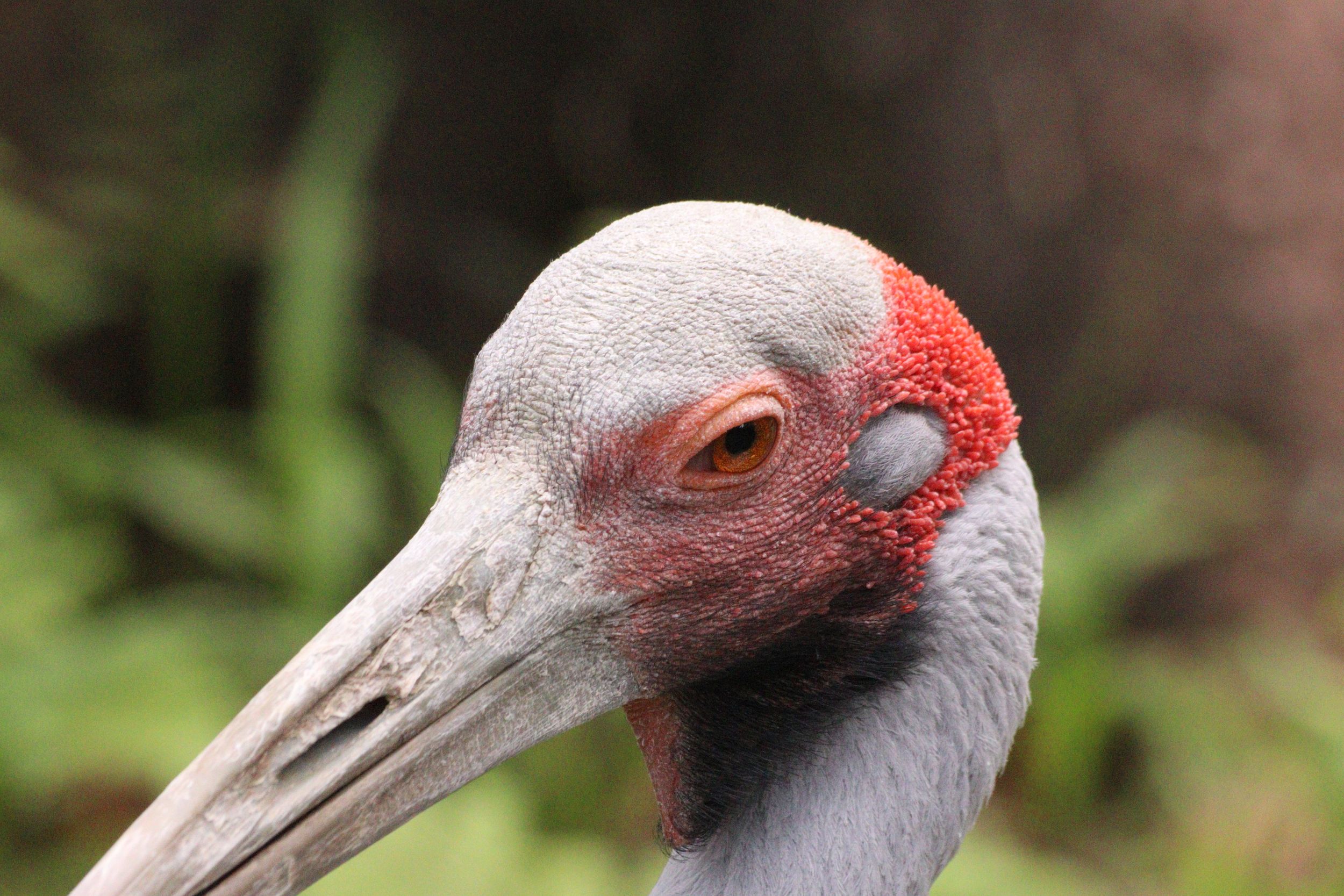At the zoo birds that are interesting
