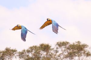 Flight Show display at Australia Zoo main arena