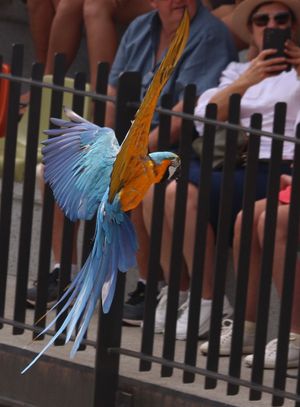 Flight display at Australia Zoo main arena