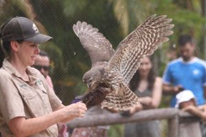 Eagle Show at Australia Zoo just fascinating