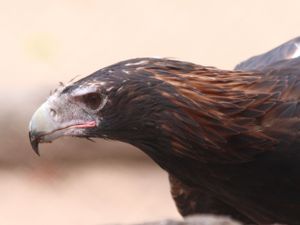 Eagle inspiring flight at Australia Zoo