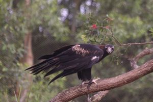 Eagle Show at Australia Zoo