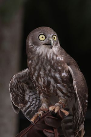 Owl time at Australia Zoo