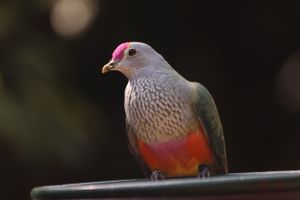 Birds hanging about at Australia Zoo