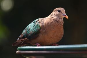 Bird fun at Australia Zoo