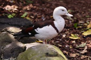 Ducks floating about at Australia Zoo