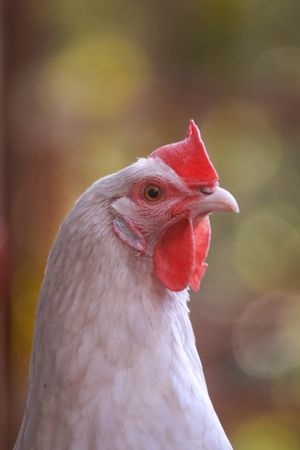 A hen saying hello in the Gold Coast Hinterland