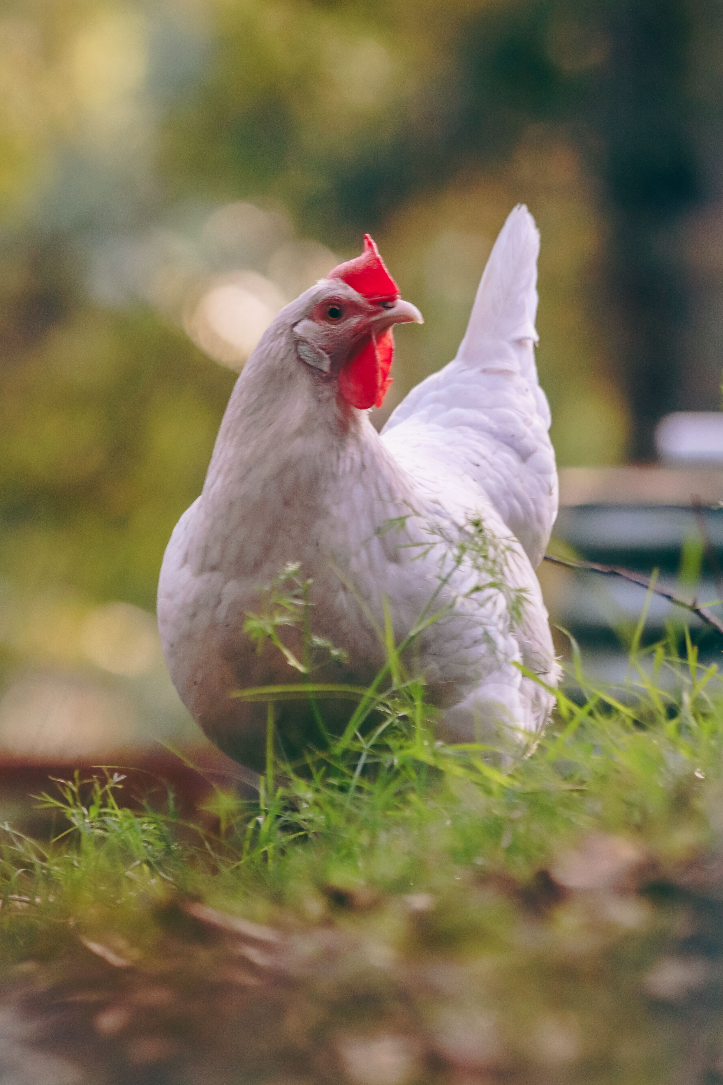 Our local chooks
