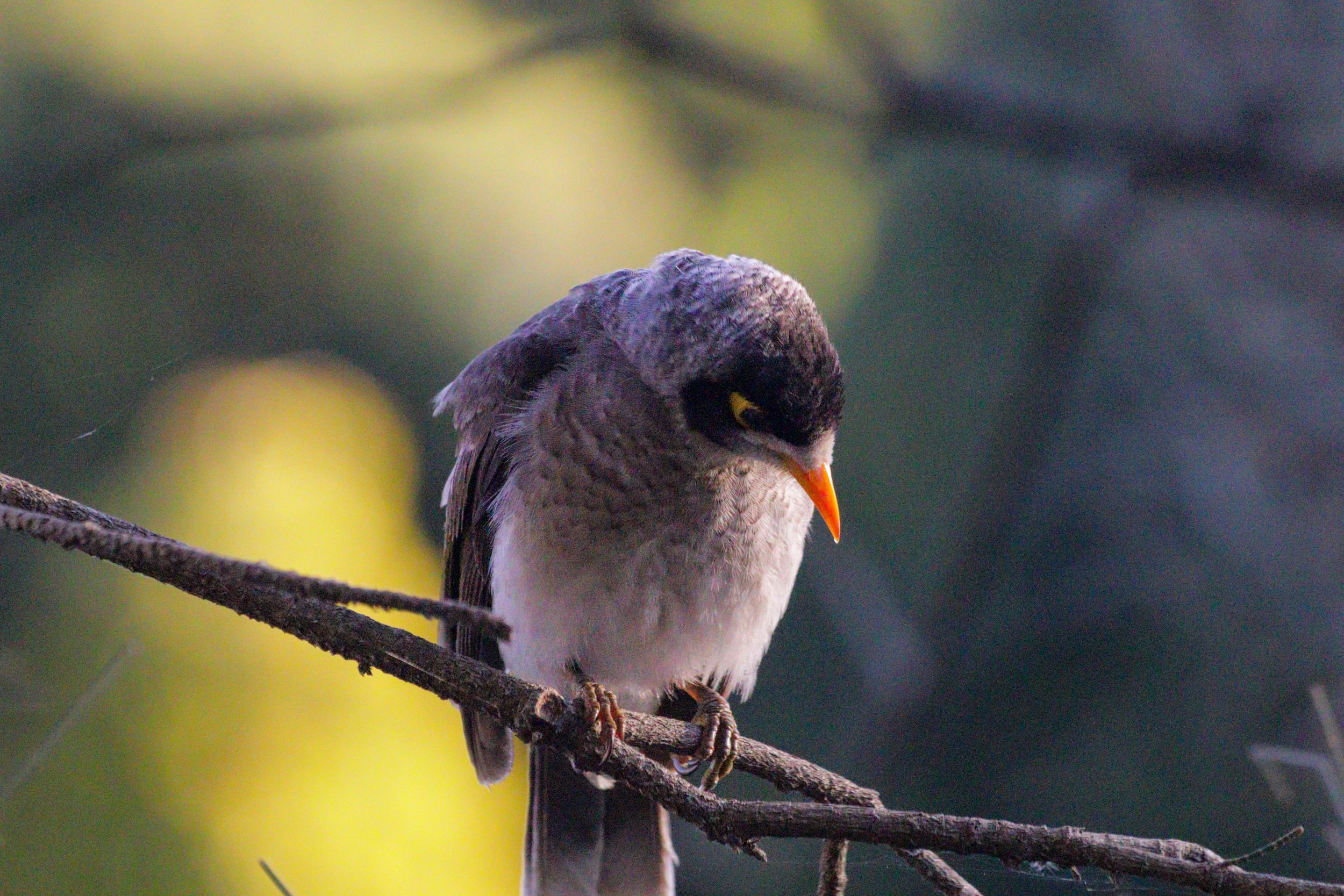 Birds on twigs