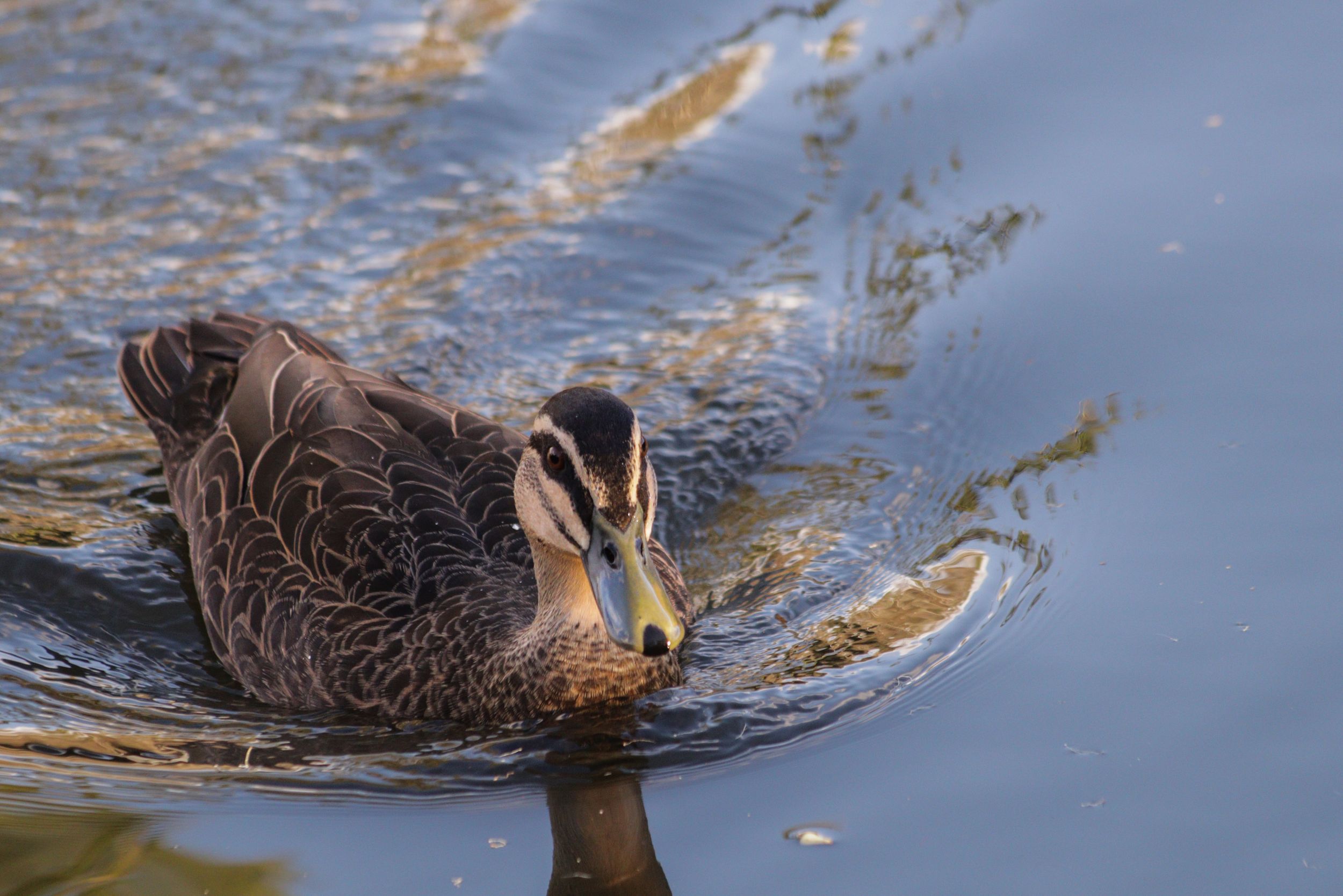 Gold Coast Botanic Gardens ducks in water