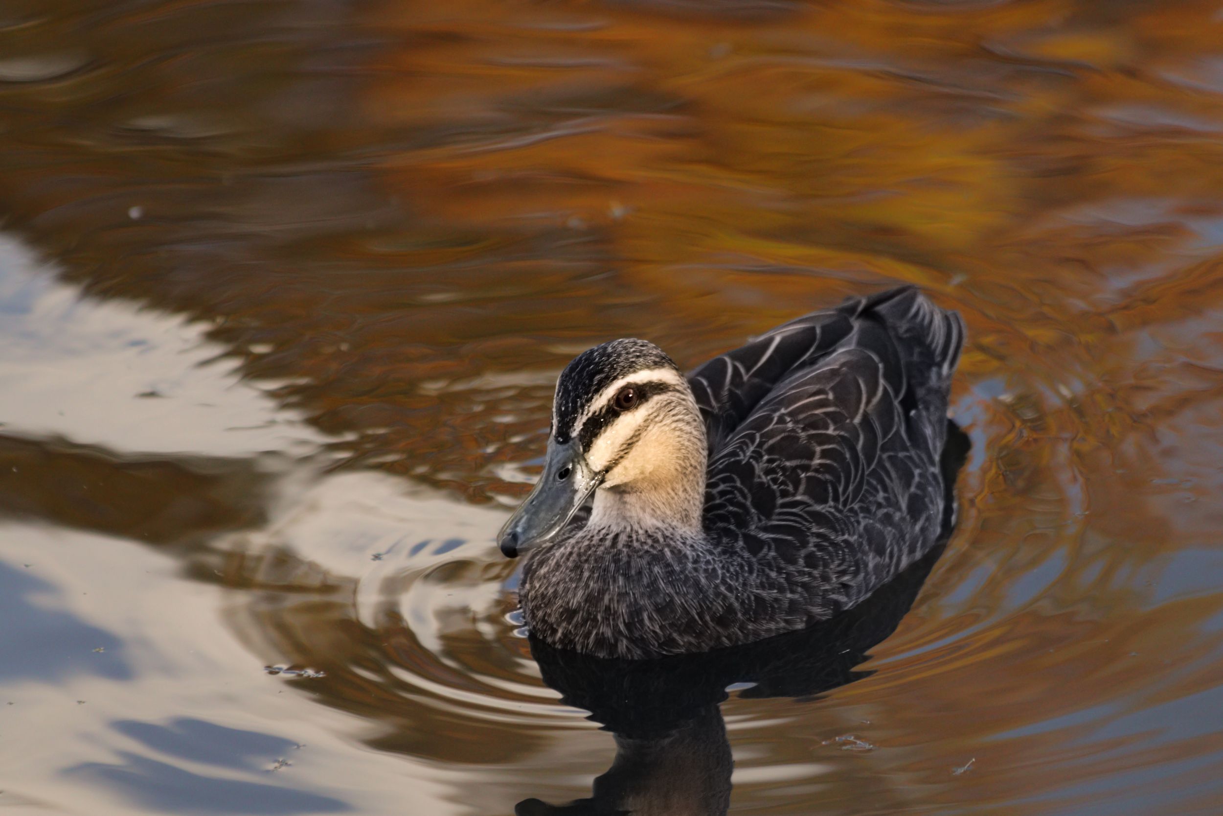 Ducks in the Gold Coast Botanic Gardens