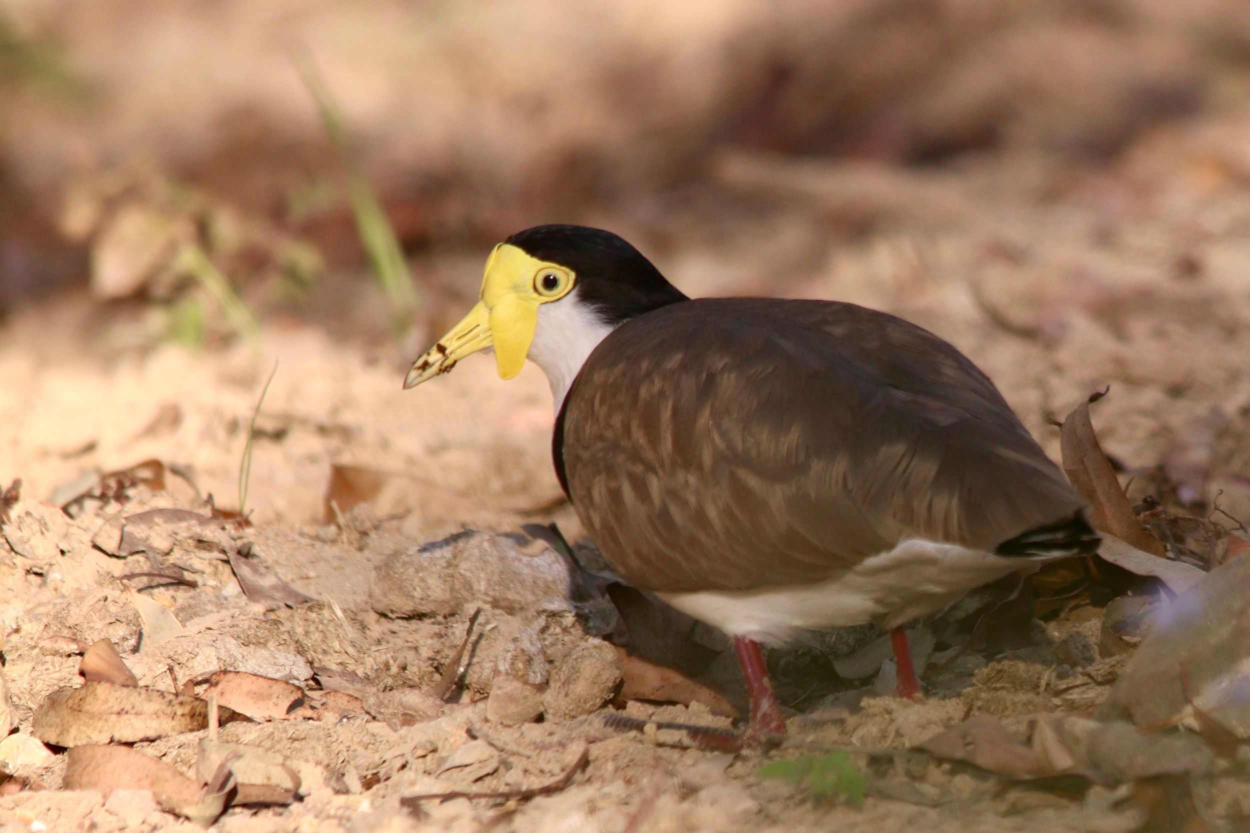 Walking about birdie