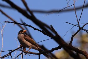 Gold Coast Birds in nature
