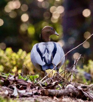 Our hinterland ducks