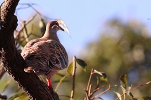 Hinterland Birds