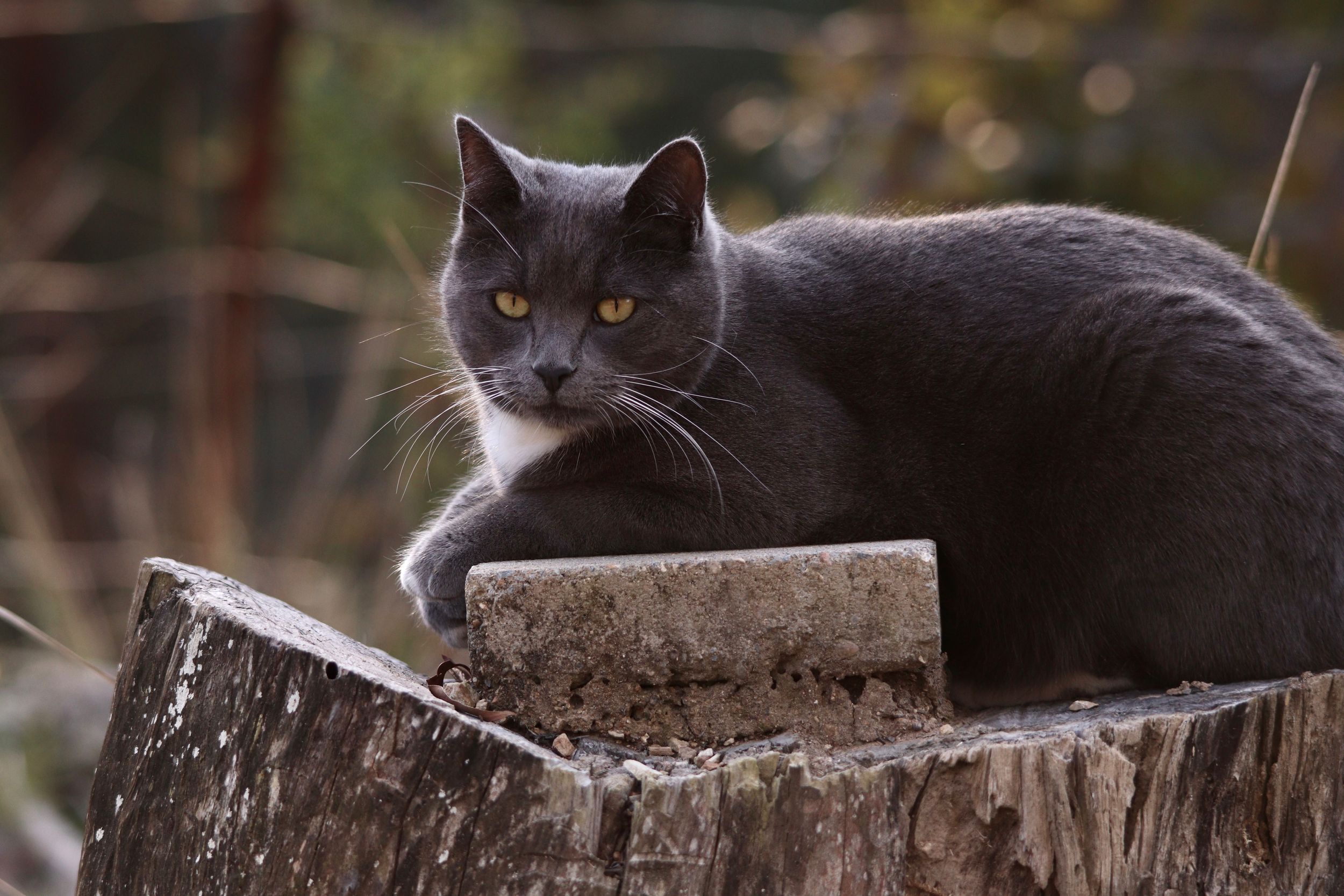 Luna our cat in nature around the paddock